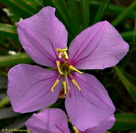 {Rhexia alifanus}